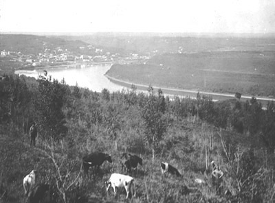 Herding cattle on the east hill, 1912
