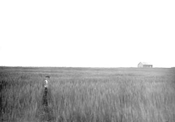 The first wheat field, 1909.