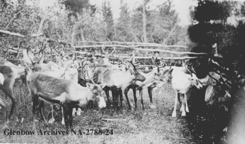 Reindeer in corral at Stony Creek, Alberta. 1911
